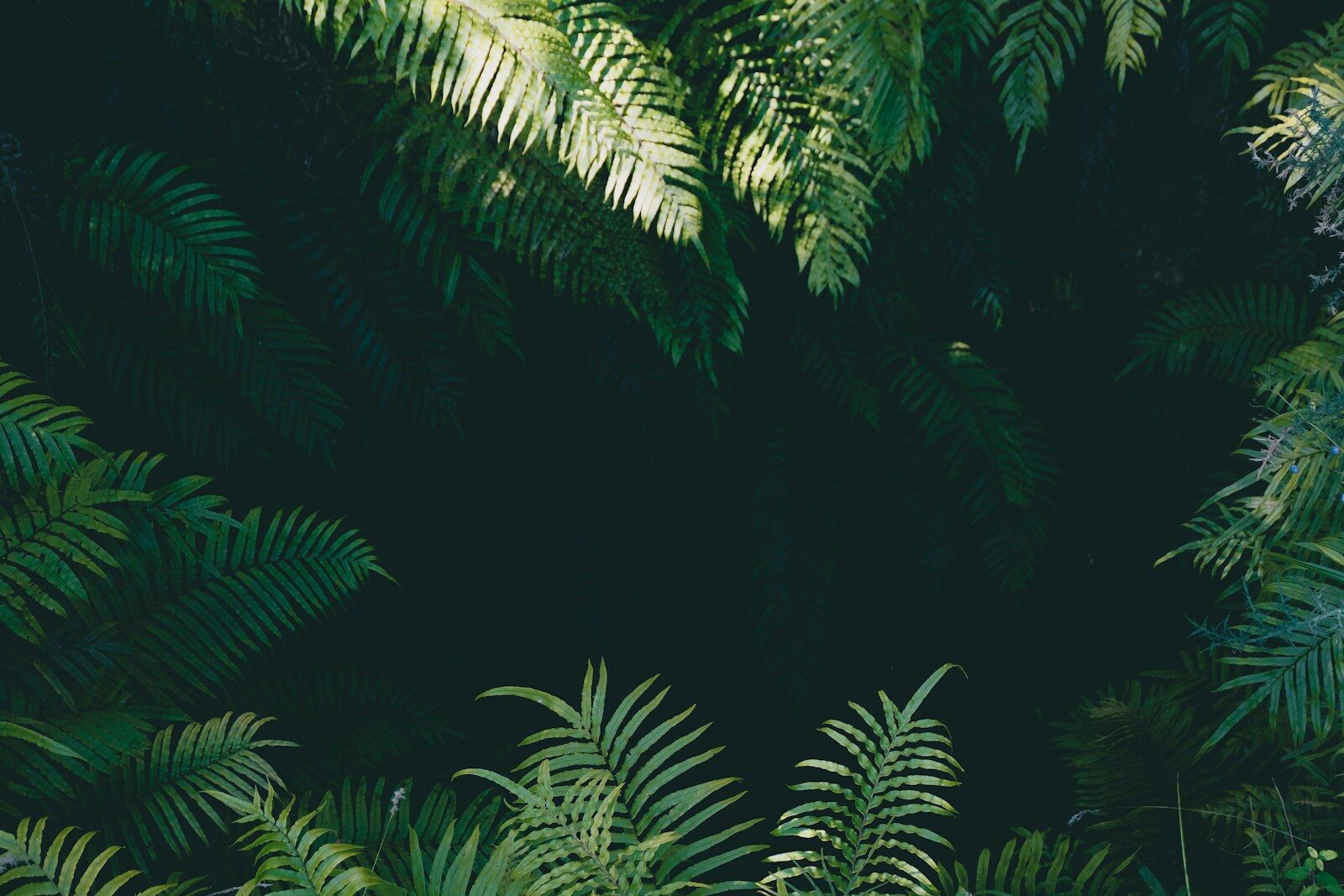 Accueil green linear leafed plants